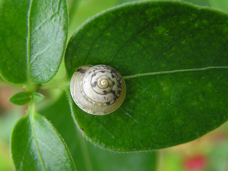 Photo of Girdled snail
