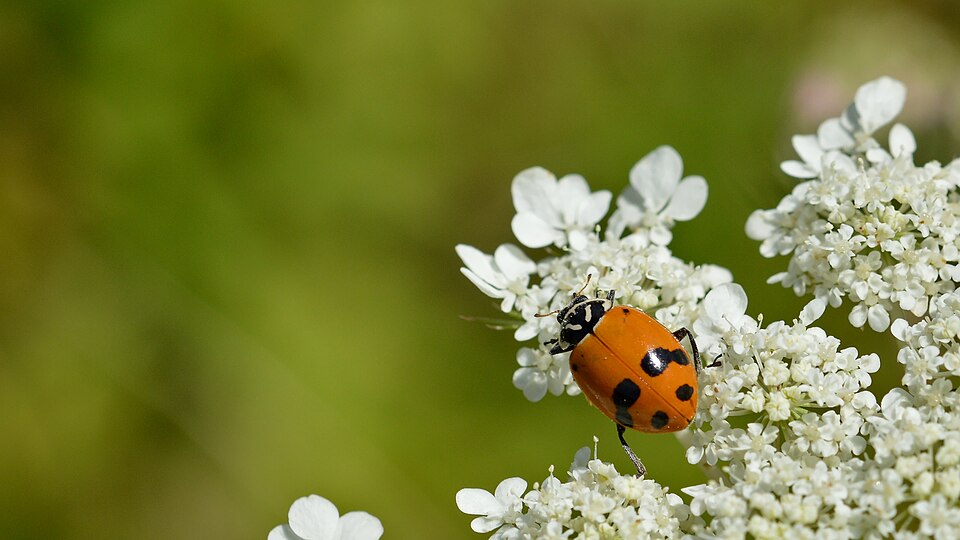 Photo of Glacial lady beetle