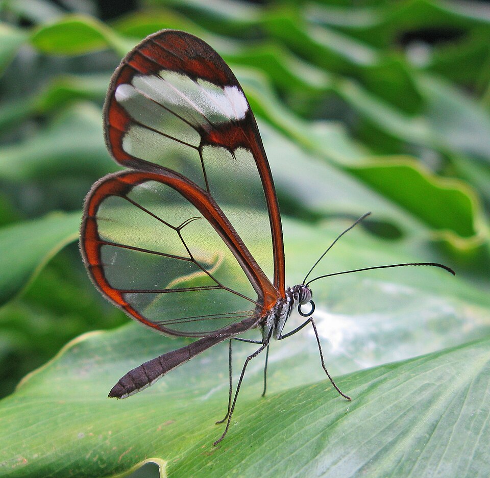 Photo of Glasswing butterfly