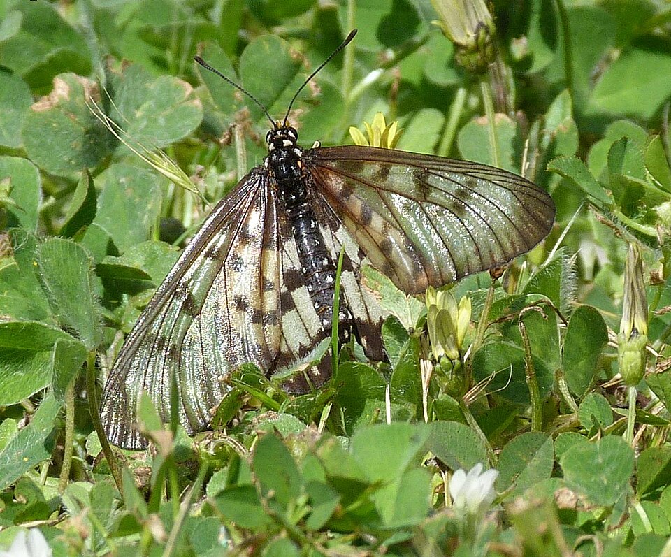 Photo of Glasswing