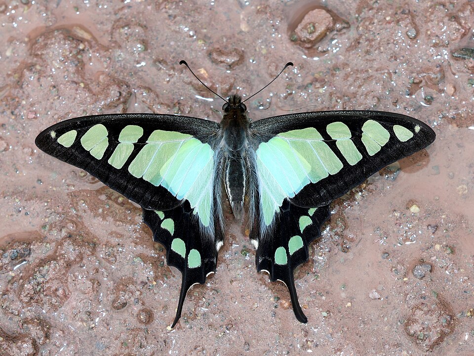 Photo of Glassy bluebottle