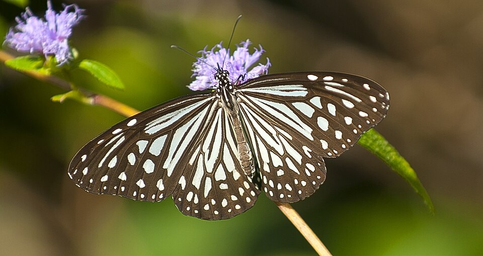 Photo of Glassy tiger