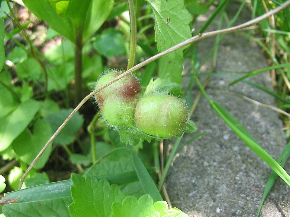 Photo of Glechoma gall wasp