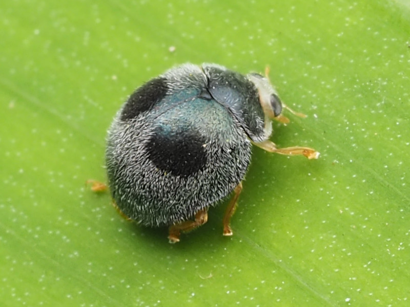 Photo of Globe-marked lady beetle