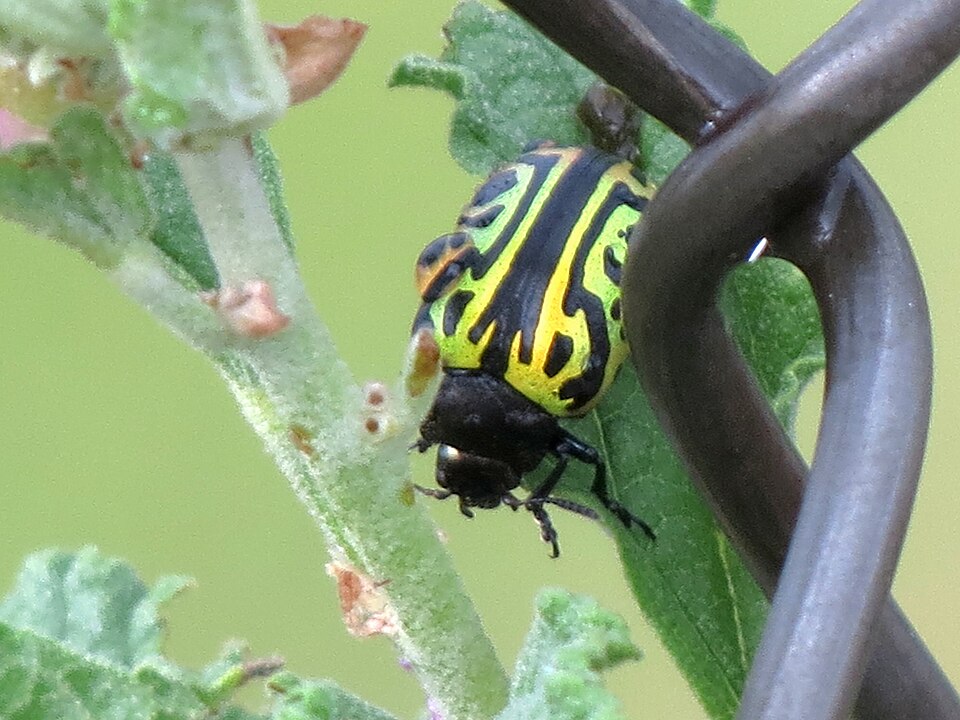 Photo of Globemallow leaf beetle