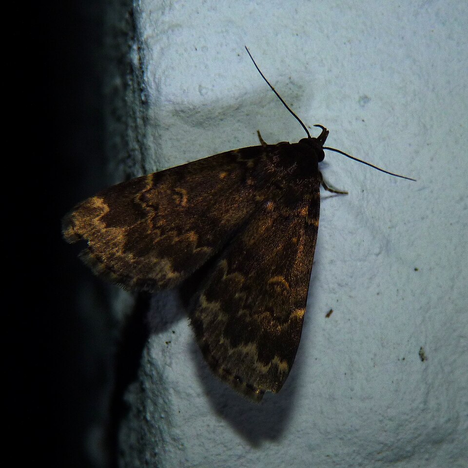 Photo of Glossy black idia moth