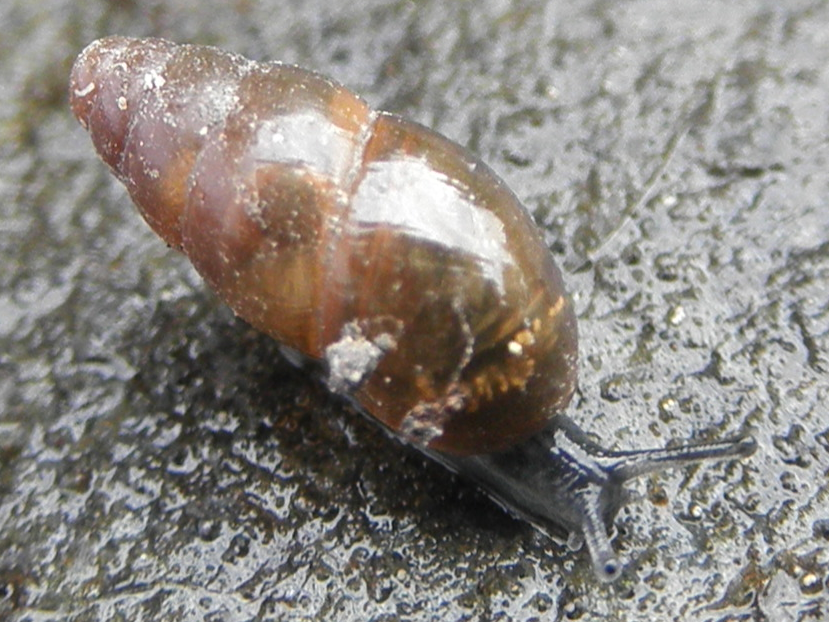 Photo of Glossy pillar