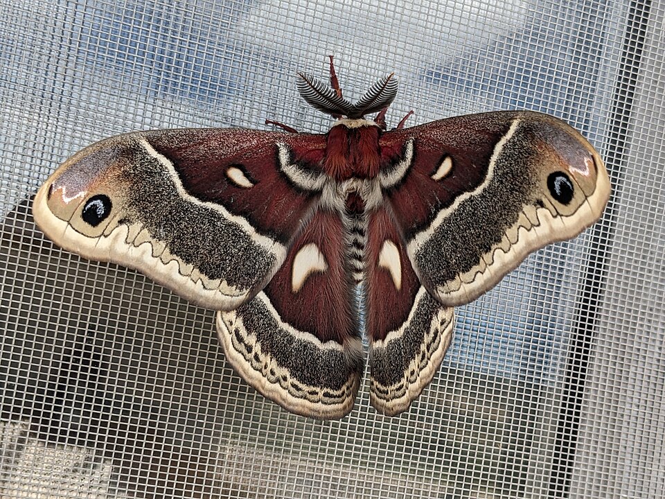 Photo of Glover's silkmoth