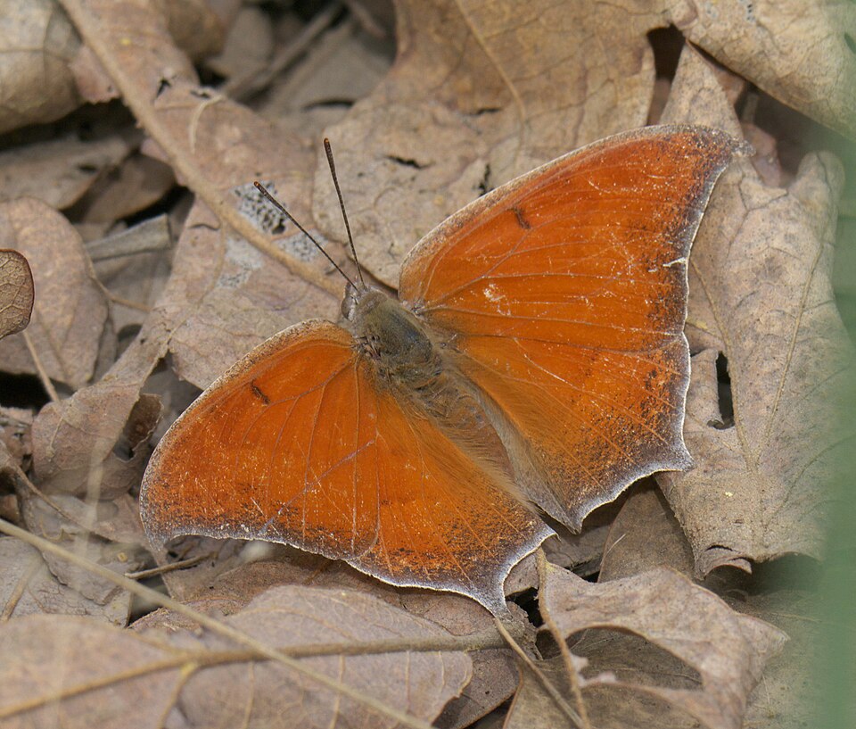 Photo of Goatweed leafwing