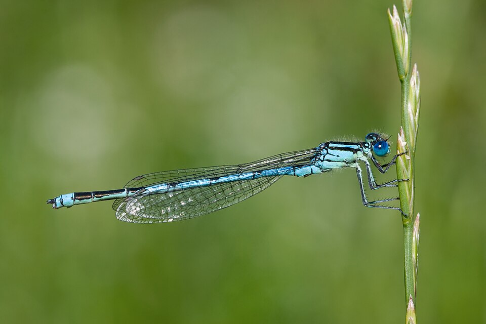 Photo of Goblet-marked damselfly