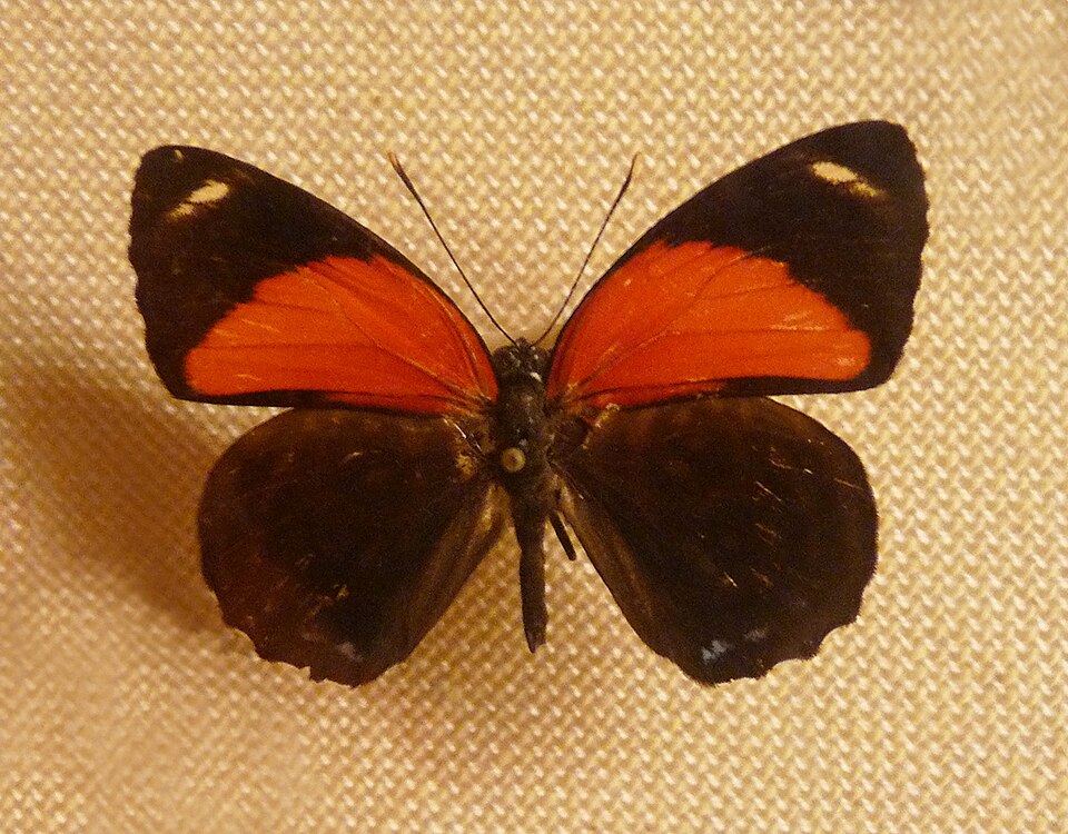 Photo of Godart's numberwing