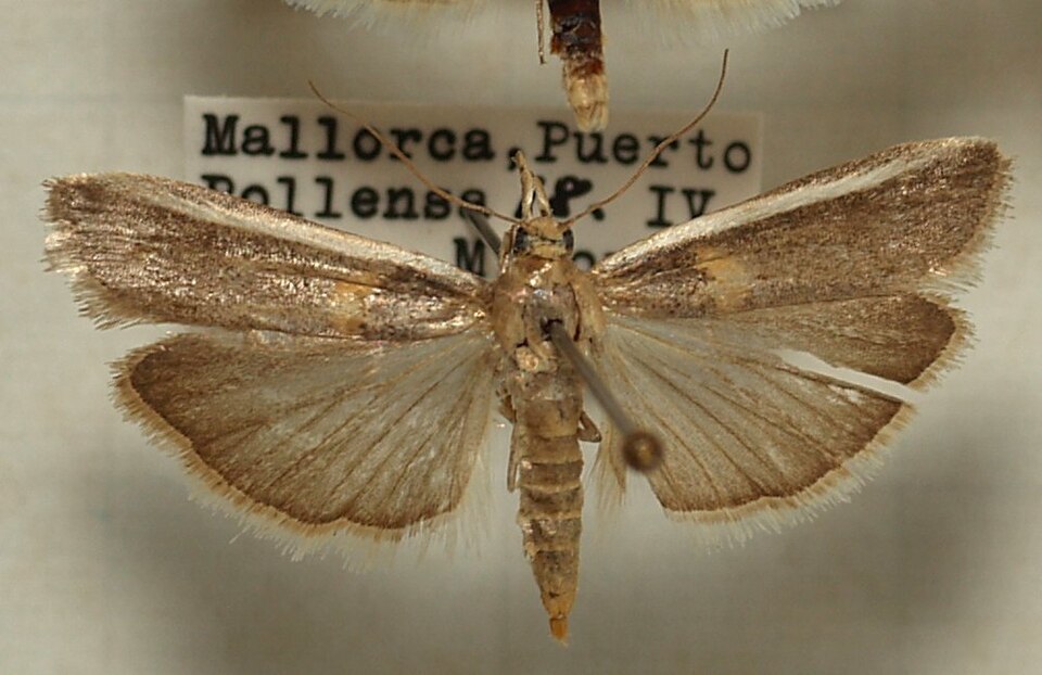 Photo of Gold-banded etiella moth