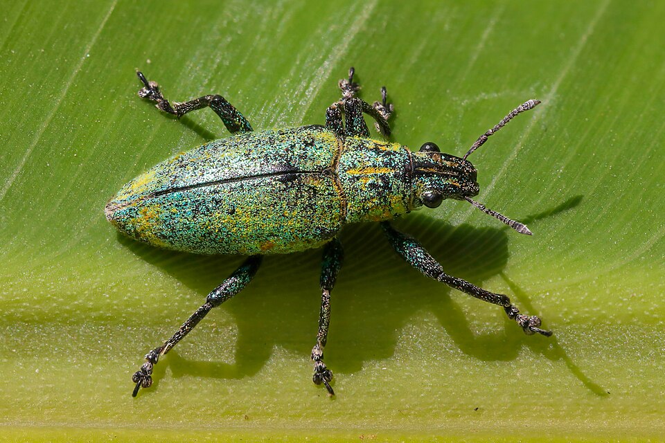 Photo of Gold-dust weevil