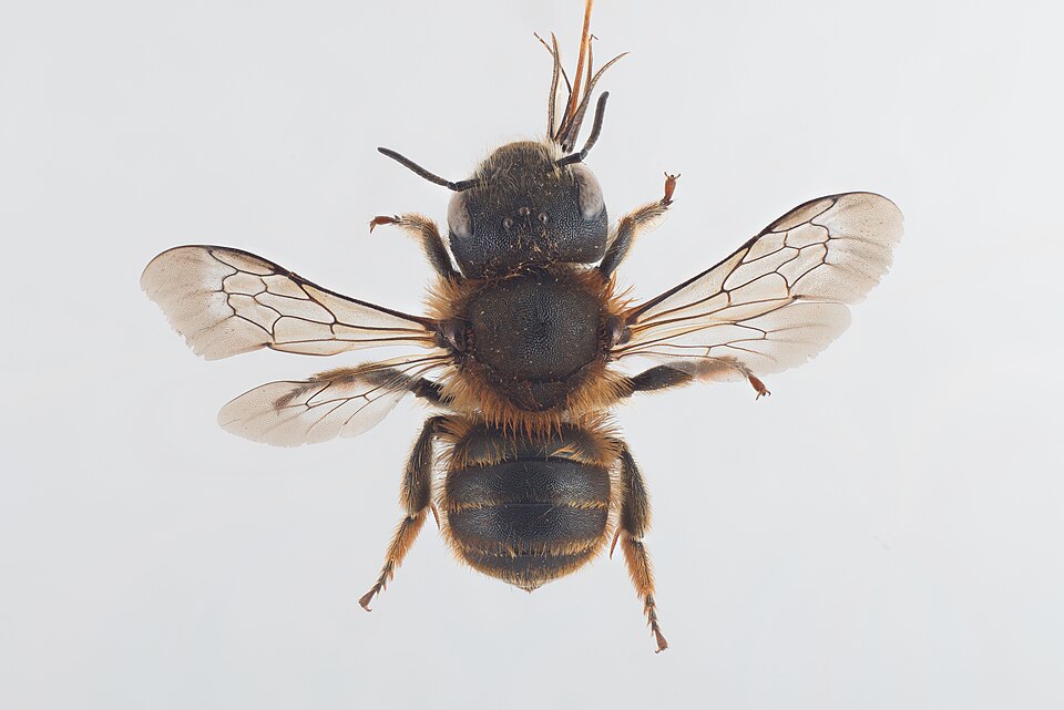 Photo of Gold-fringed mason bee