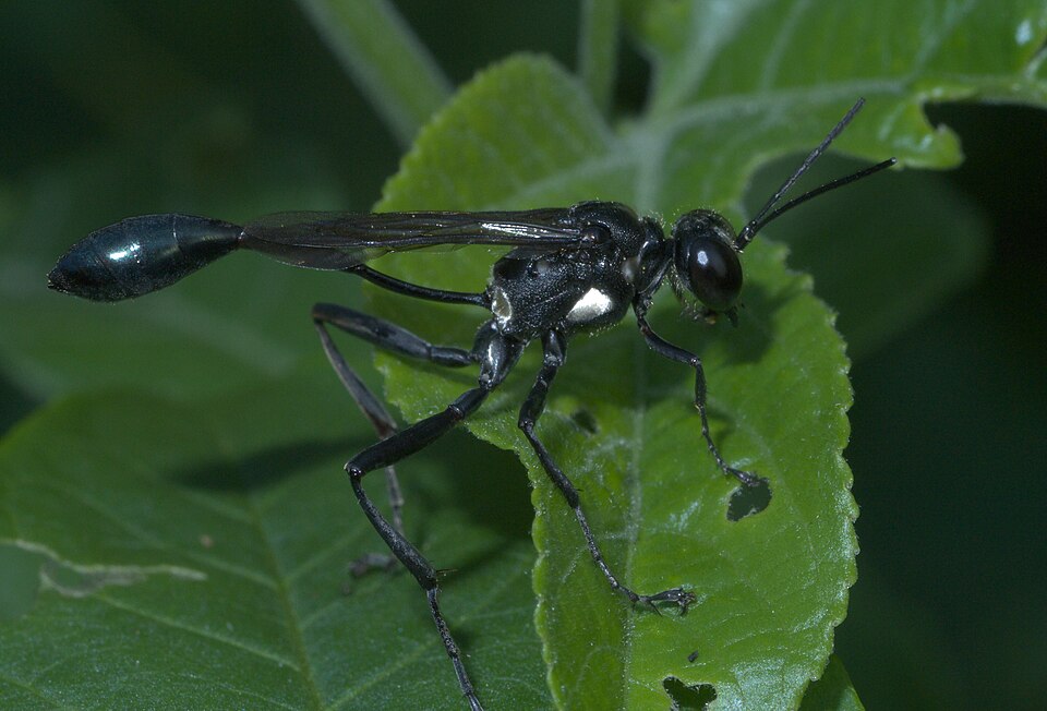 Photo of Gold-marked thread-waisted wasp