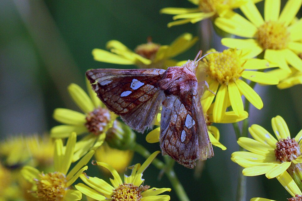 Photo of Gold spot