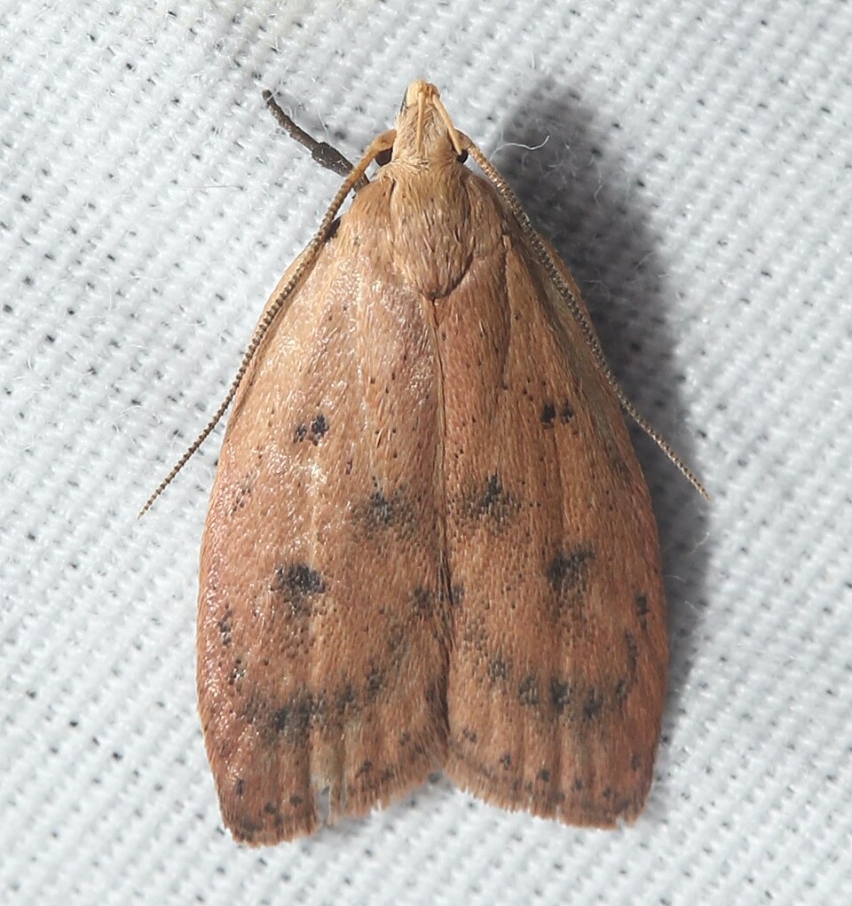 Photo of Gold-striped leaftier moth