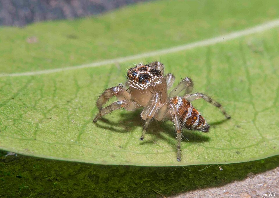 Photo of Goldband thyene jumping spider