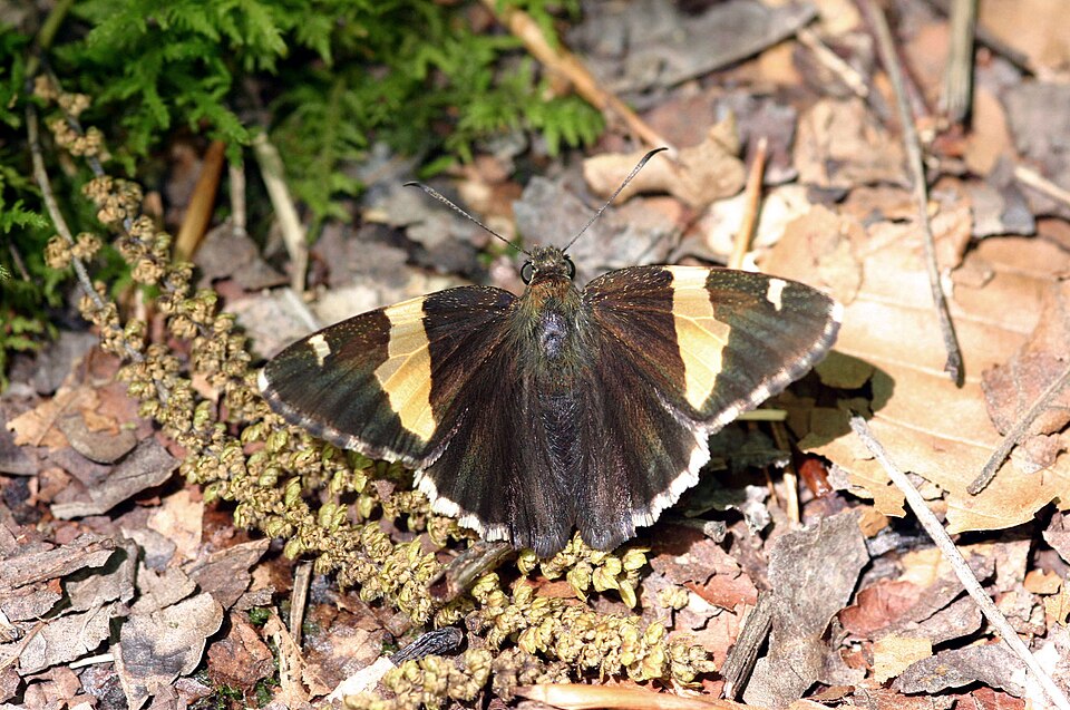 Photo of Golden banded-skipper