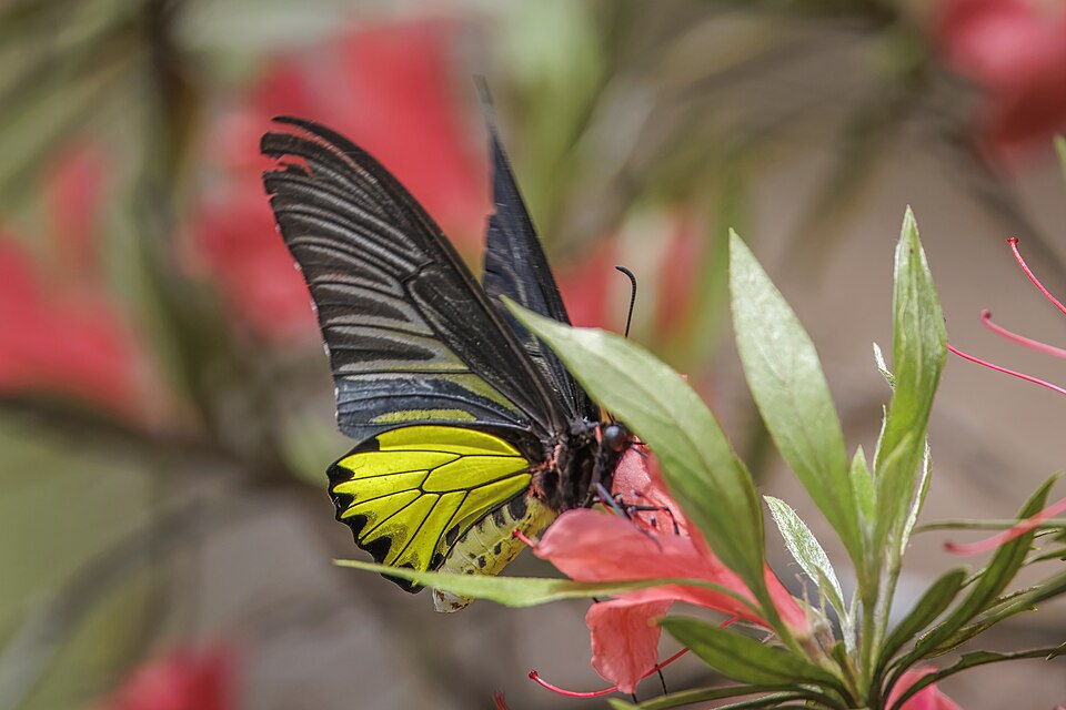Photo of Golden birdwing