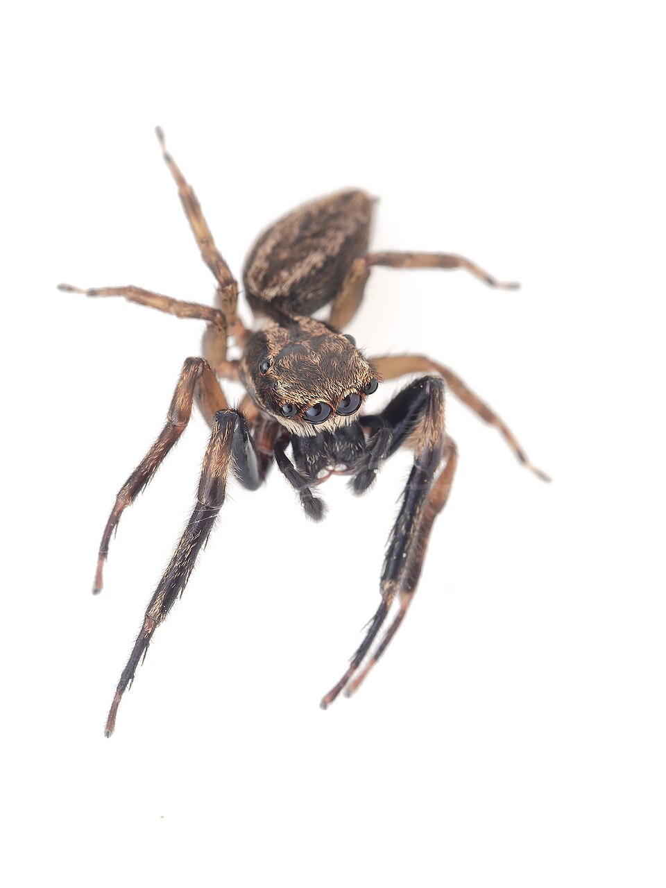 Photo of Golden-brown jumping spider