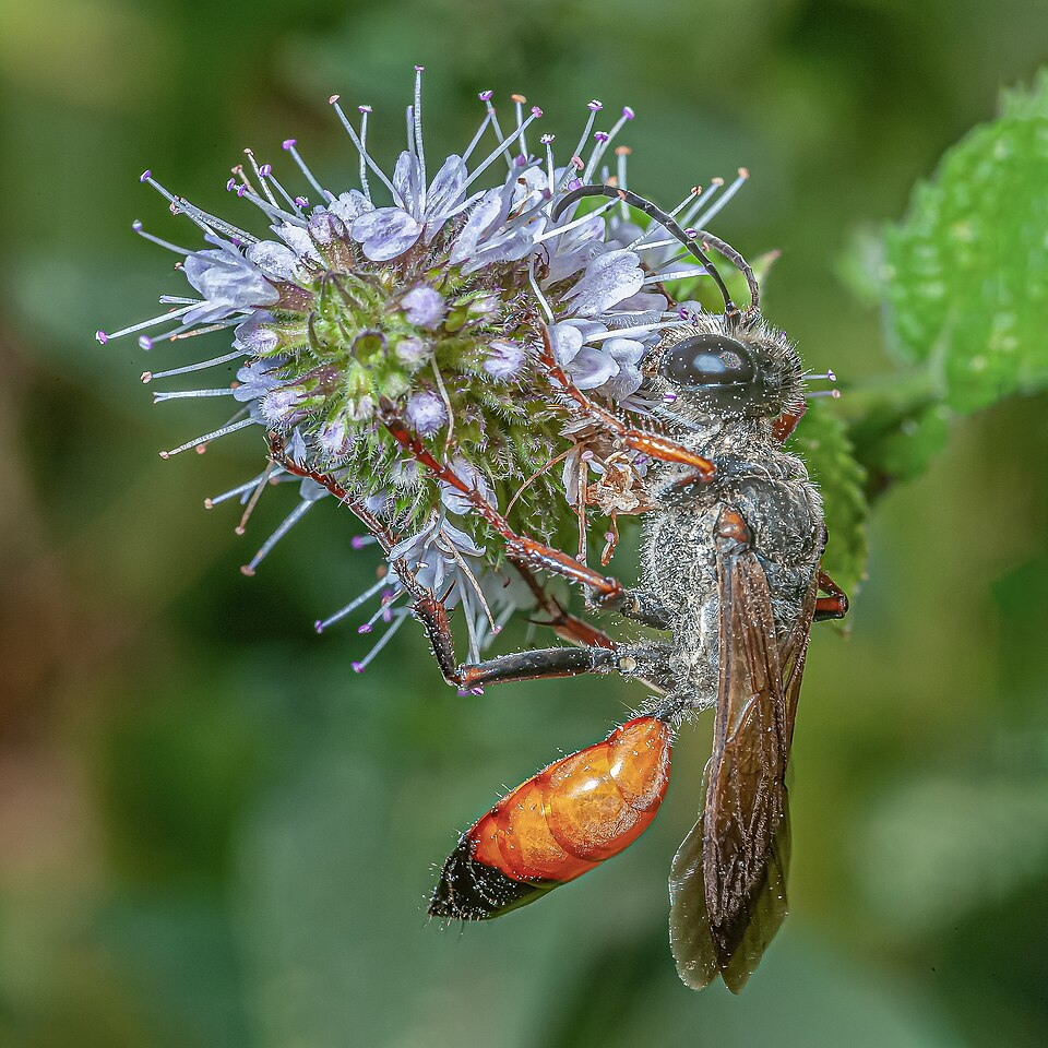 Photo of Golden digger wasp