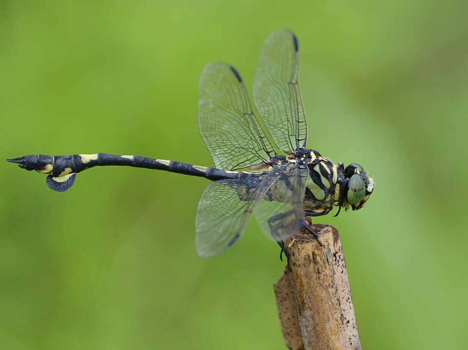 Photo of Golden flangetail
