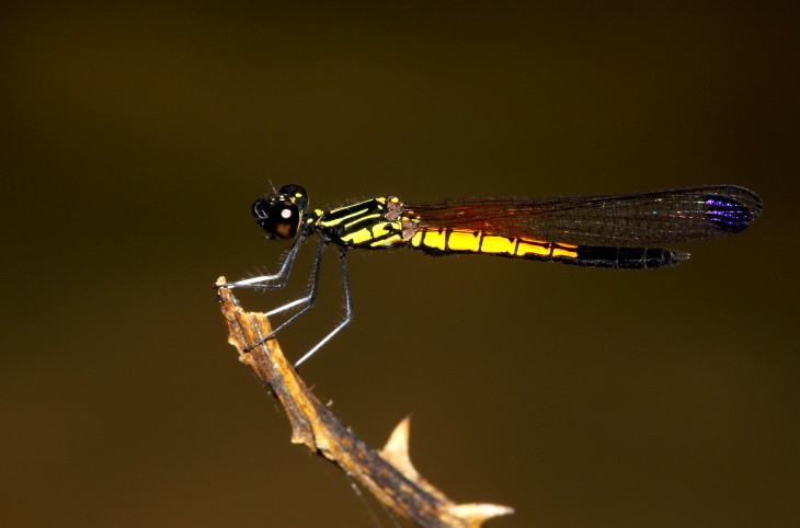 Photo of Golden gem