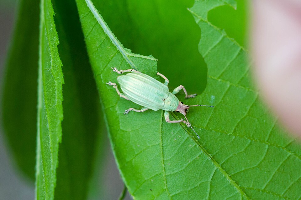 Photo of Golden-headed weevil