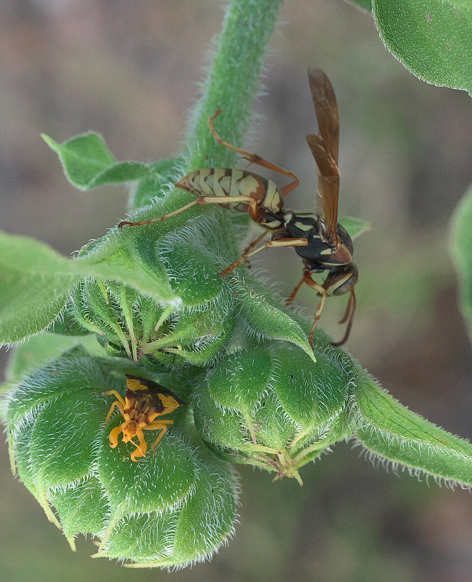 Photo of Golden paper wasp