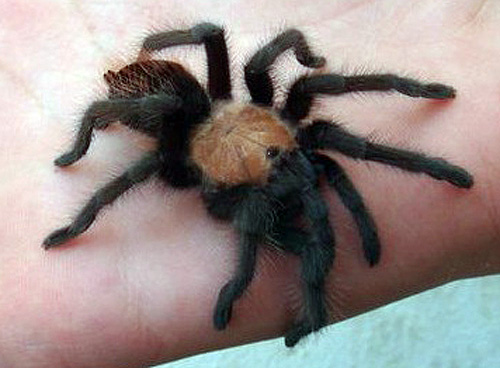 Photo of Golden redrump tarantula