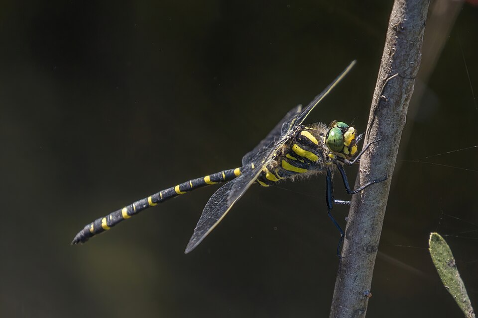 Photo of Golden-ringed dragonfly