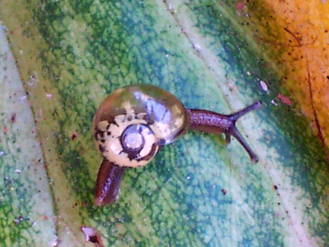 Photo of Golden semi-slug