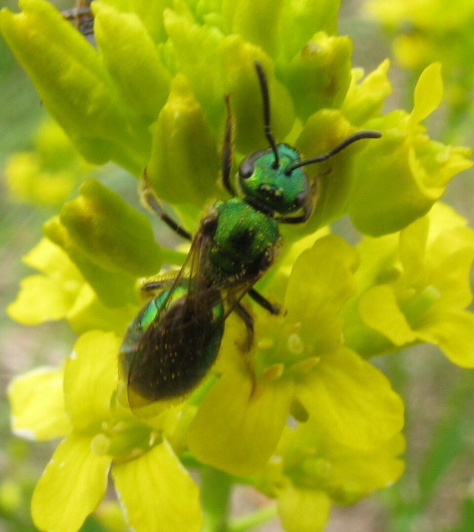 Photo of Golden sweat bee