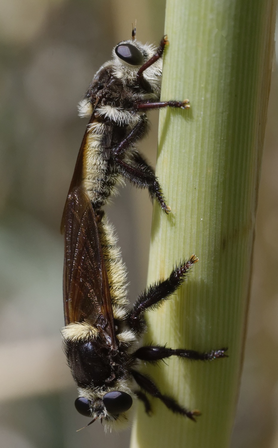 Photo of Golden-tailed beebandit