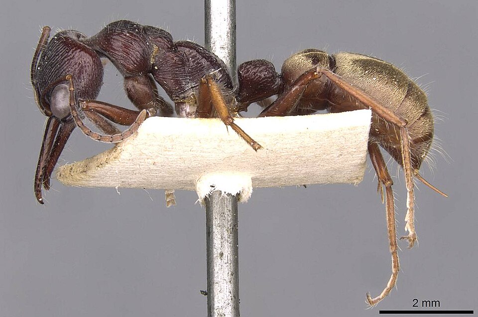 Photo of Golden-tailed bull ant