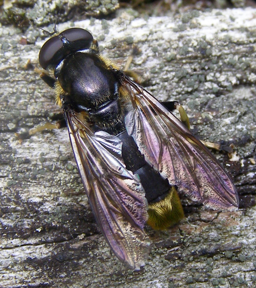 Photo of Golden-tailed leafwalker