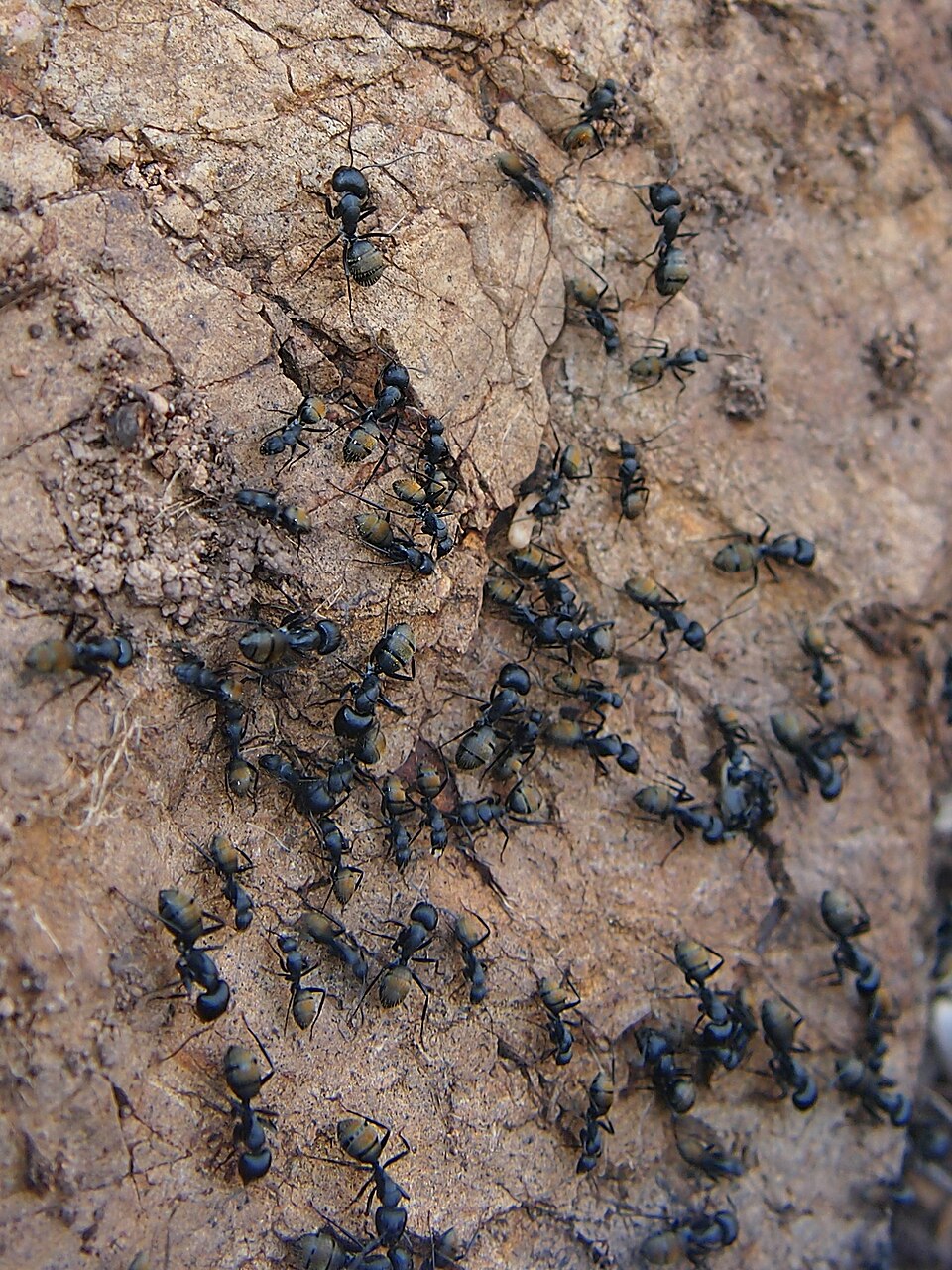 Photo of Golden-tailed sugar ant