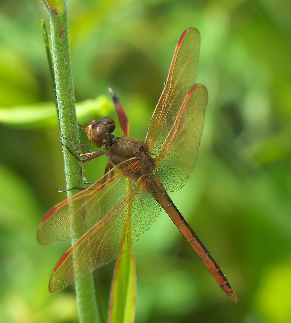 Photo of Golden-winged skimmer