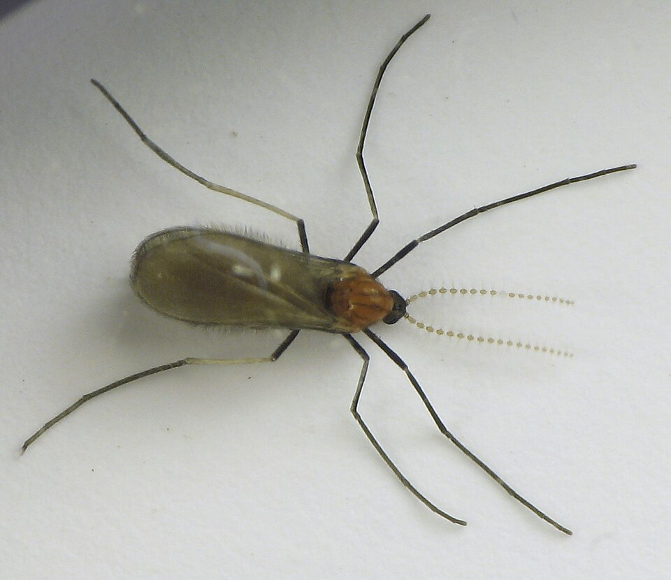 Photo of Goldenrod bunch gall midge