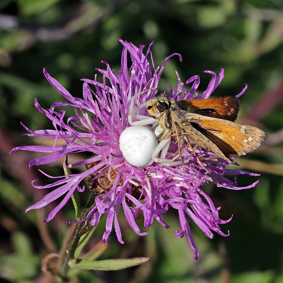 Photo of Goldenrod crab spider
