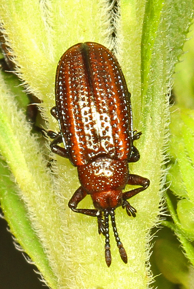 Photo of Goldenrod leafminer