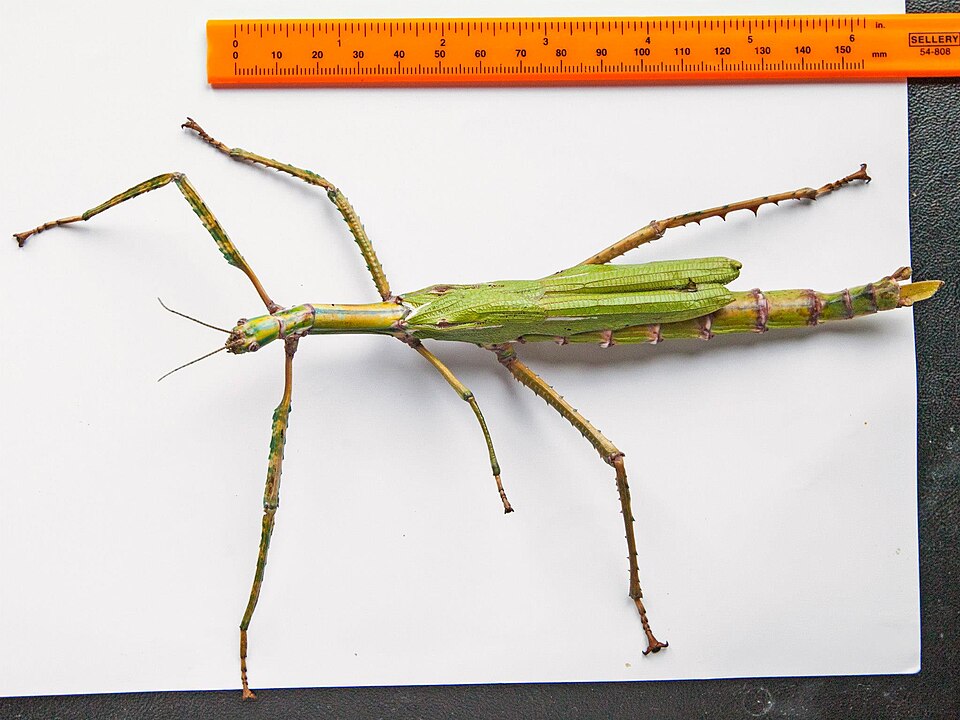 Photo of Goliath stick insect