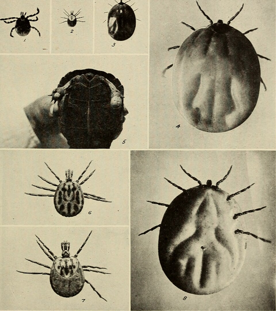 Photo of Gopher tortoise tick