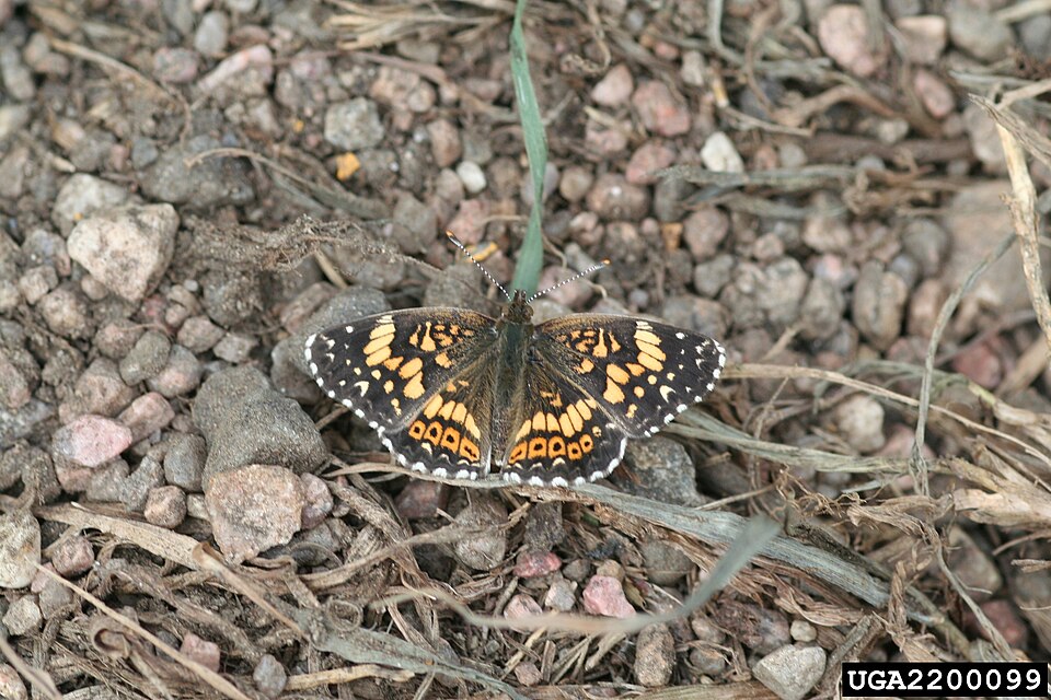Photo of Gorgone checkerspot