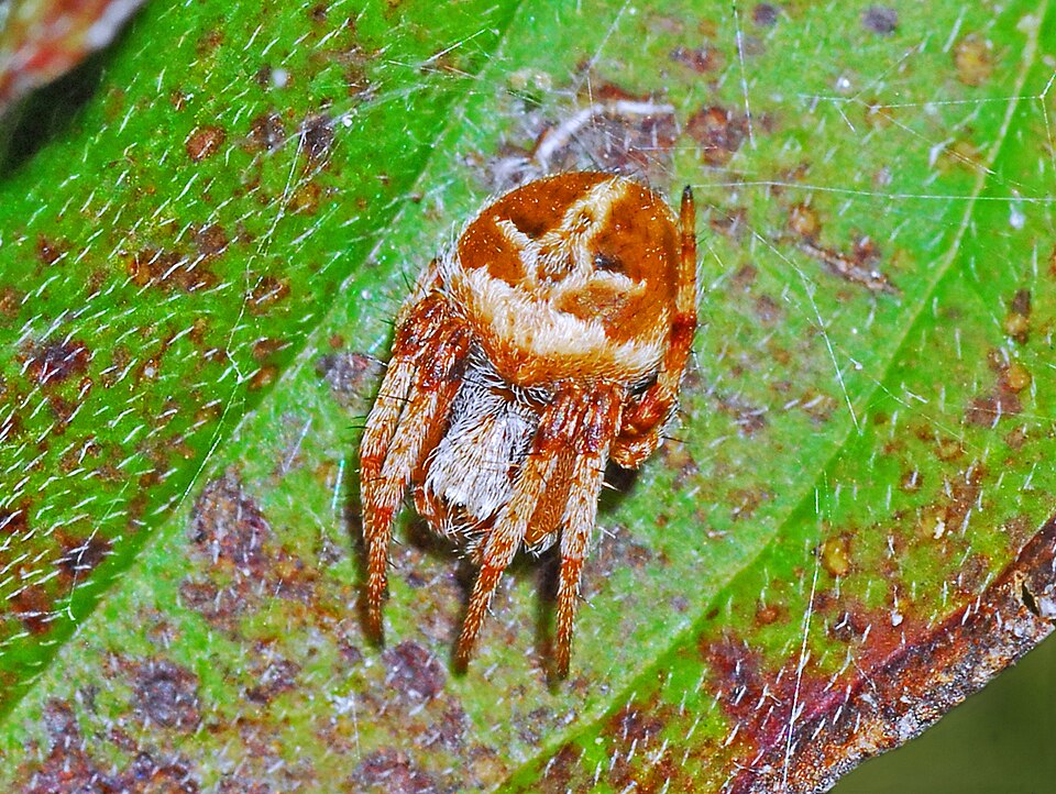 Photo of Gorse orbweaver