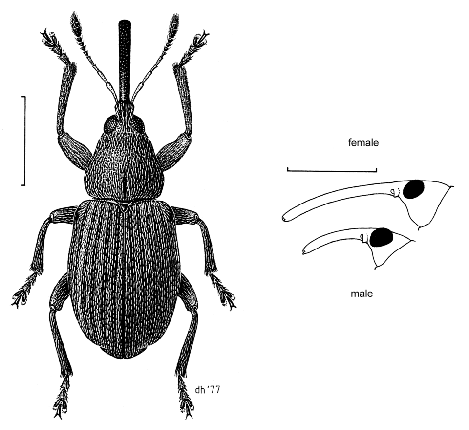 Photo of Gorse seed weevil