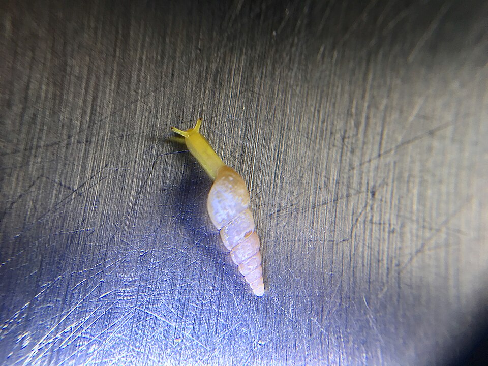 Photo of Graceful awlsnail