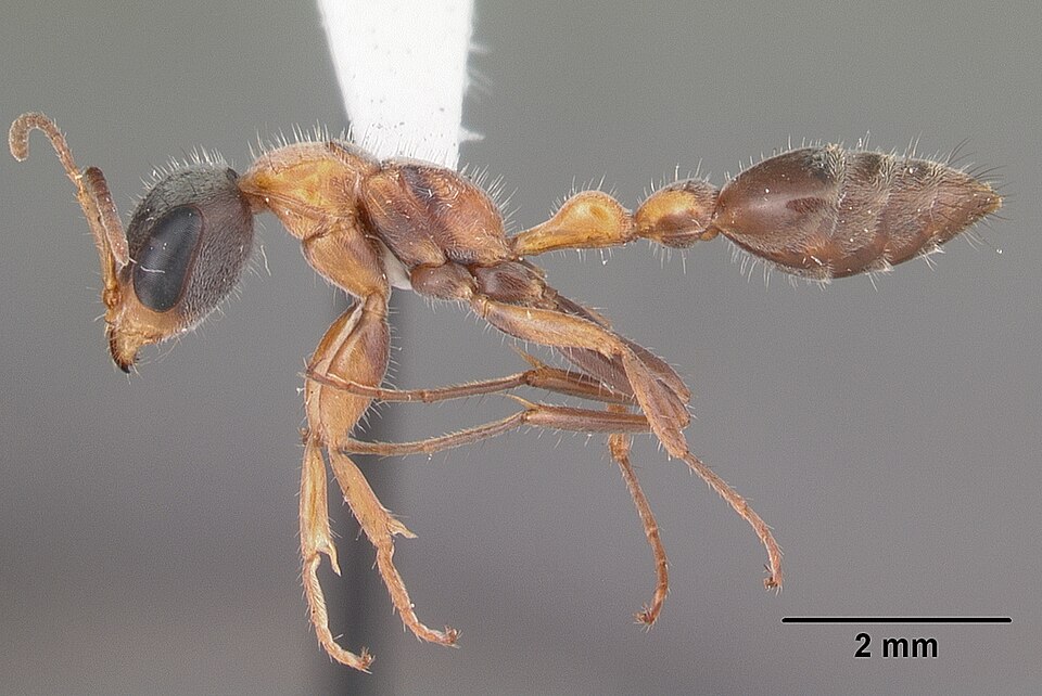 Photo of Graceful twig ant