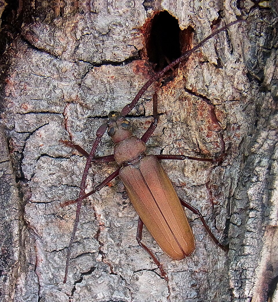 Photo of Grain support beetle